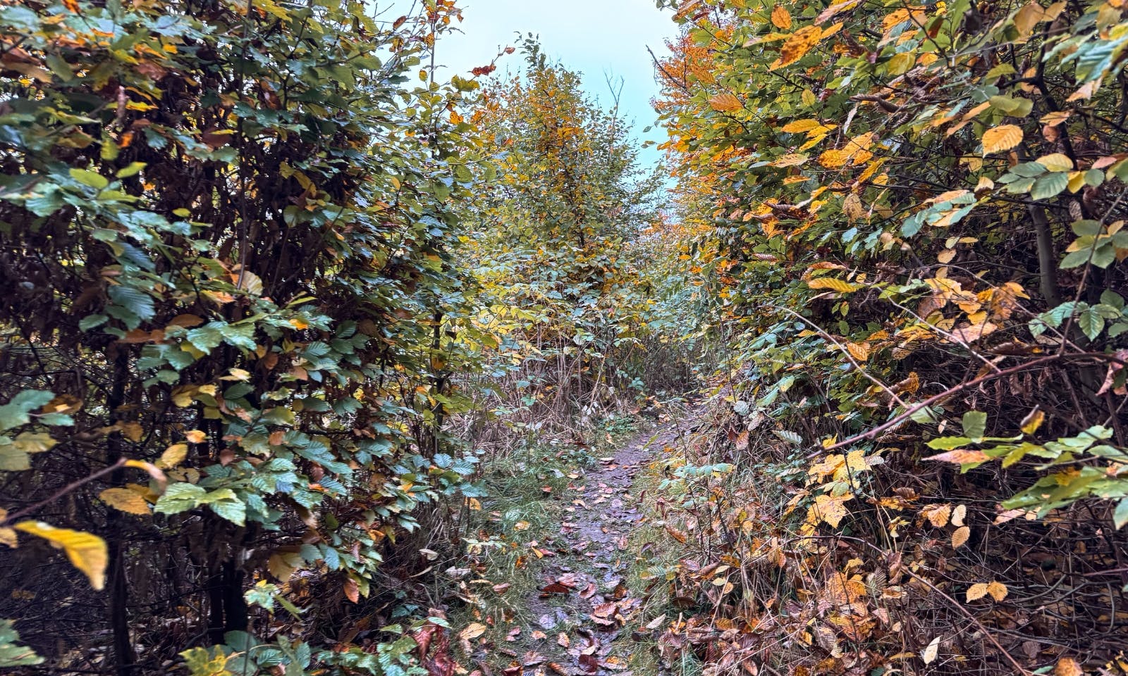 Schmaler Wanderweg mit Bäumen nach Stolberg