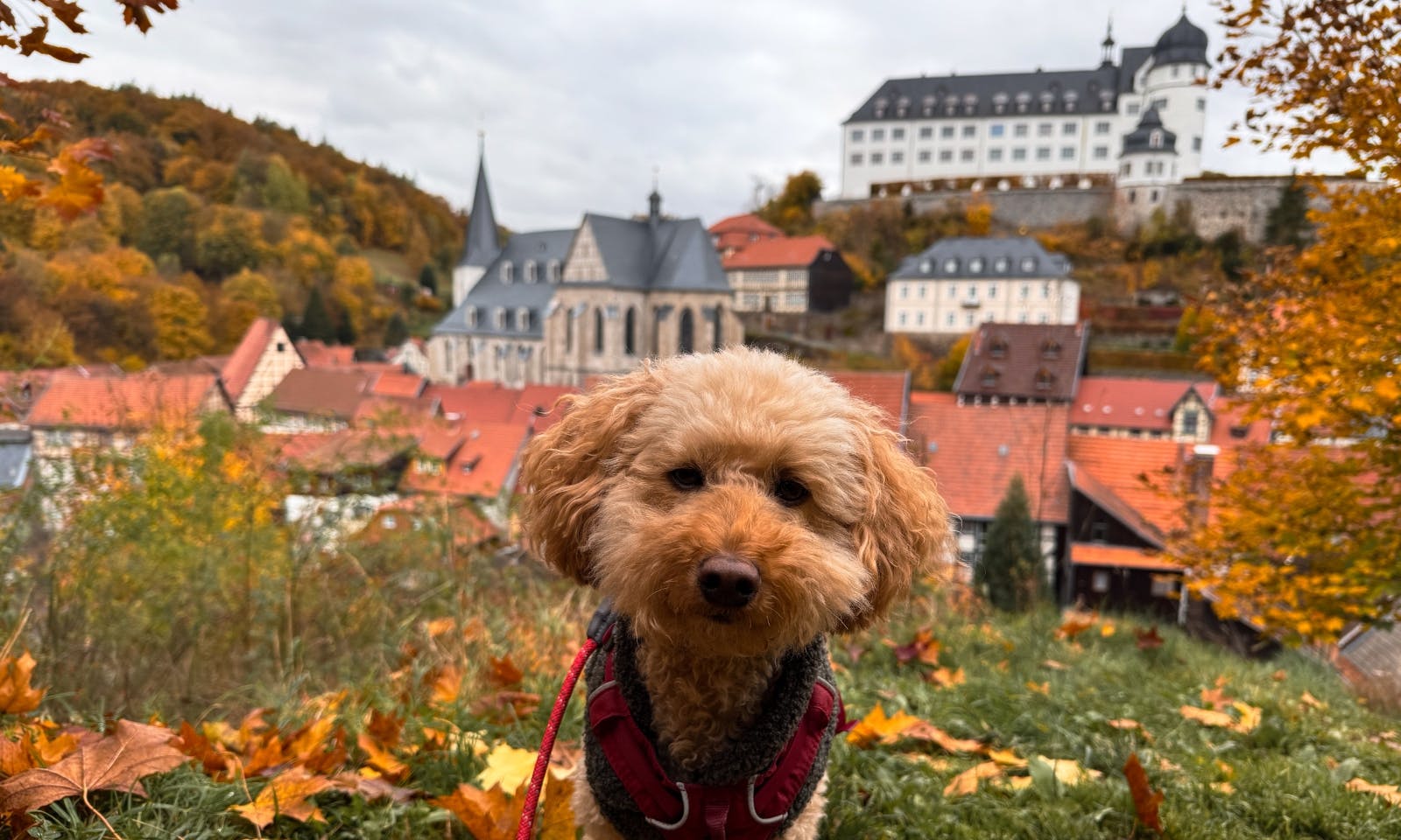 Hund auf einer Wiese mit Panorama-Blick auf Stolberg im Südharz