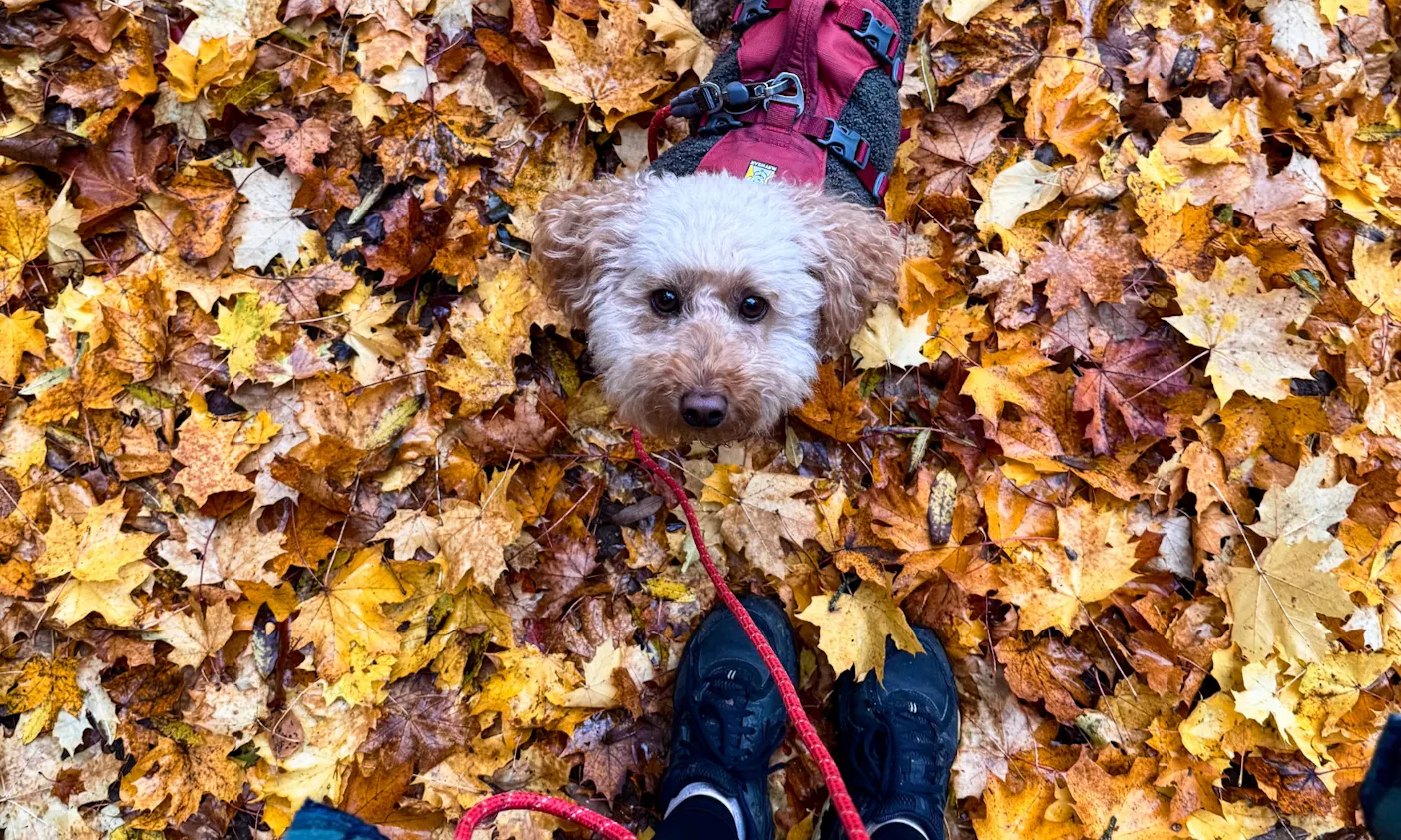 Ein Hund, der auf Blättern sitzt