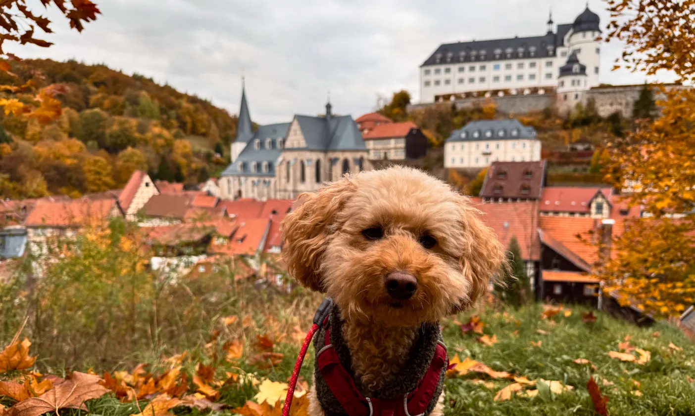 Hunde steht vor Panorama-Blick auf Stolberg im Hart