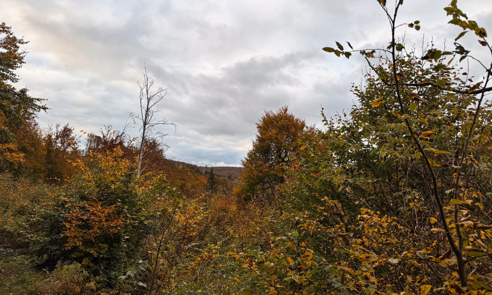 Blick auf einen Laubwald in Stolberg im Harz