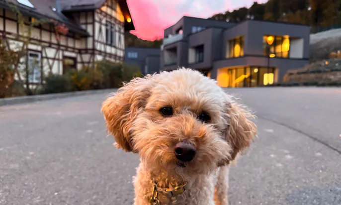 Hund steht vor dem Hotel & Spa Suiten FreiWerk in Stolberg