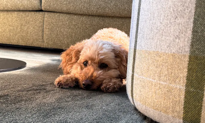Hund liegt auf einem Teppich in einer Familiensuite des Hotel & Spa Suiten FreiWerk in Stolberg
