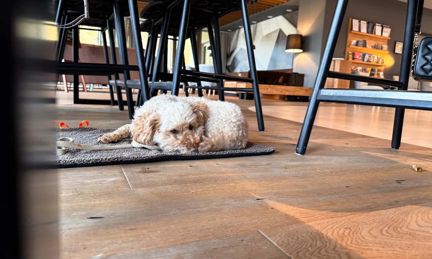 Hund liegt auf einer Decke in der Lounge des Hotel & Spa Suiten FreiWerk in Stolberg