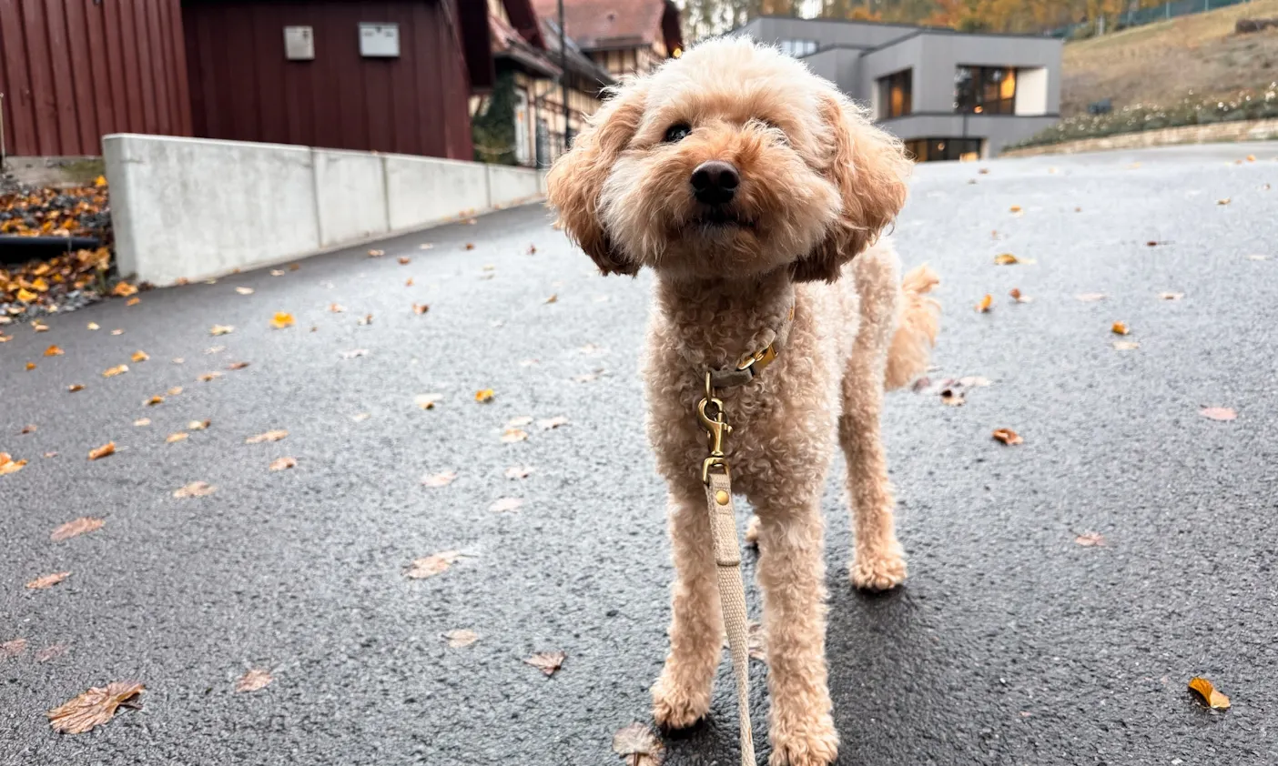 Hund steht vor dem Hotel & Spa Suiten FreiWerk in Stolberg