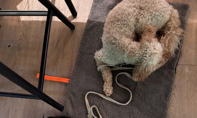 Hund liegt auf einer Decke