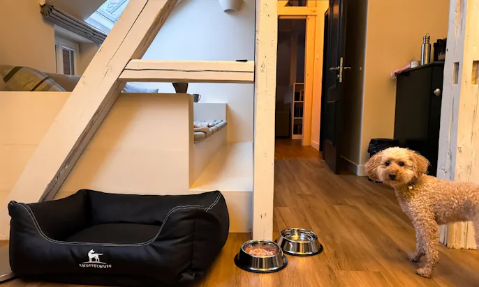 Hund steht vor den Näpfen und Hundebett in einer Familiensuite des Hotel & Spa Suiten FreiWerk in Stolberg