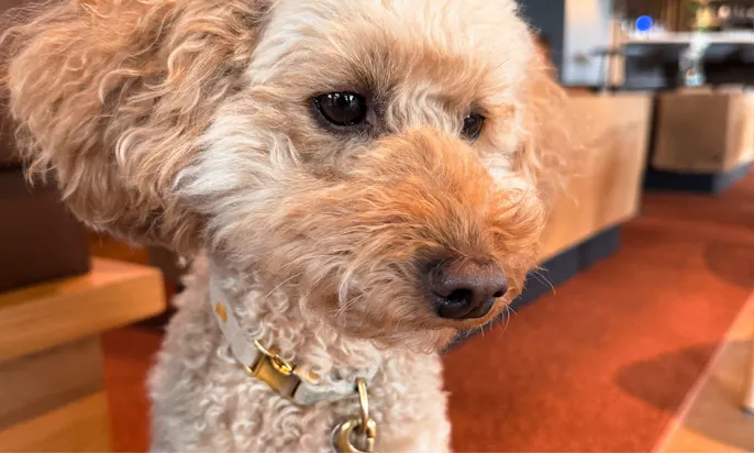 Hund in der Lounge des Hotel & Spa Suiten FreiWerk in Stolberg