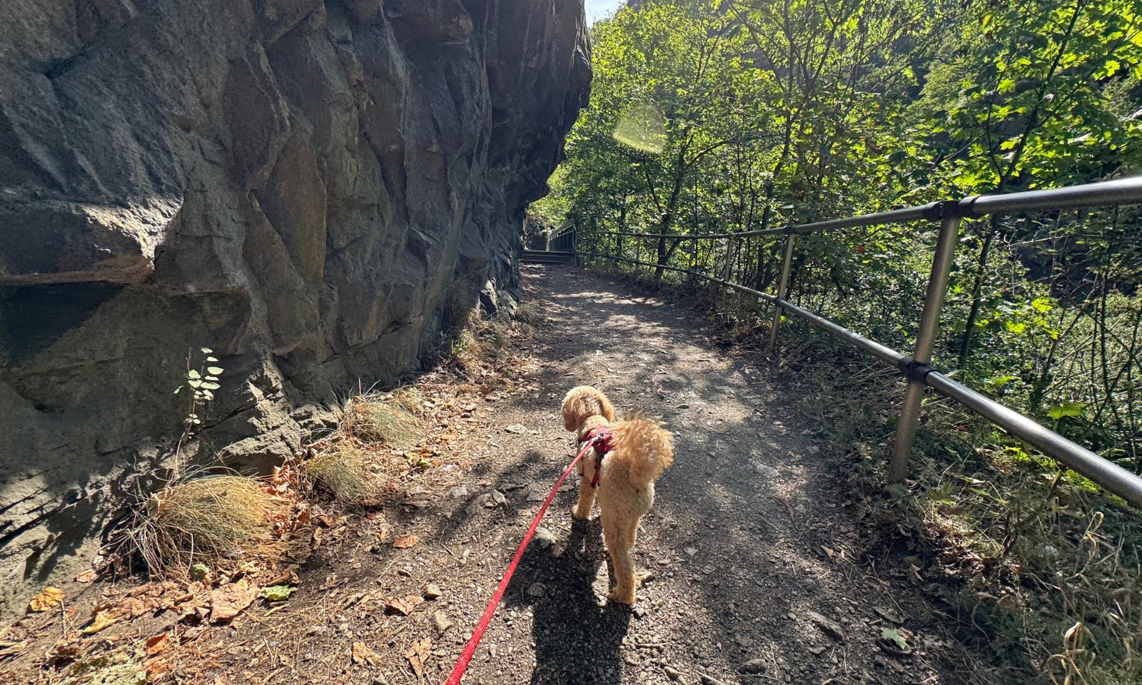 Ein Hund auf einem Weg neben einem großem Felsen im Bodetal