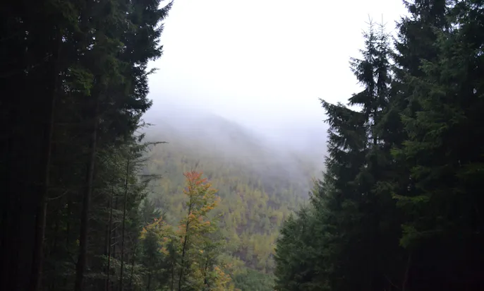 Blick auf einen vernebelten Wald im Harz