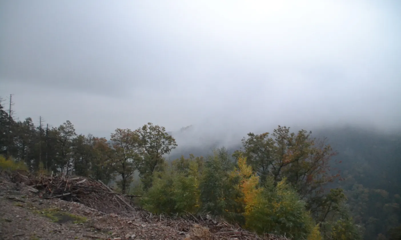 Blick auf einen vernebelten Wald im Harz