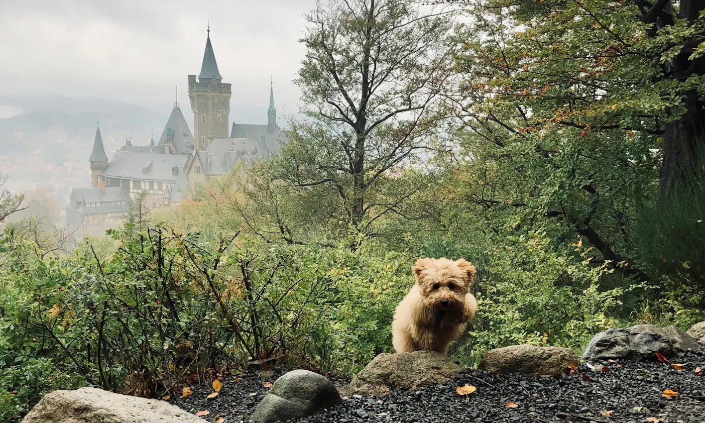 Hund steht vor dem Panorama-Blick auf das Schloss Wernigerode im Harz