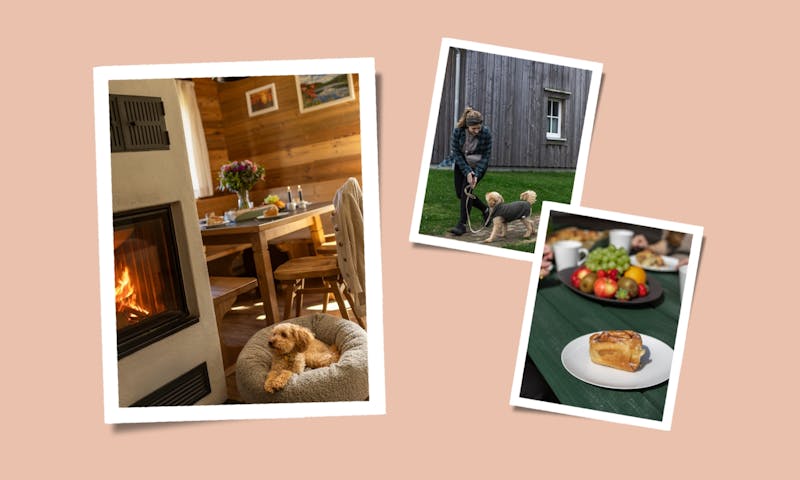 Collage über die Zeit mit deinem Hund im November