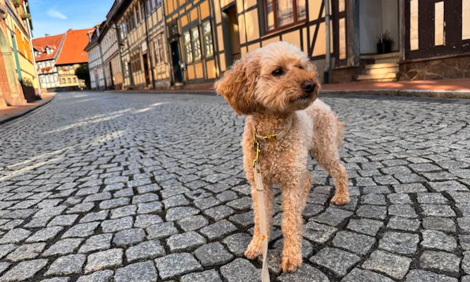 Hund steht vor Fachwerkhäuser in Stolberg im Südharz