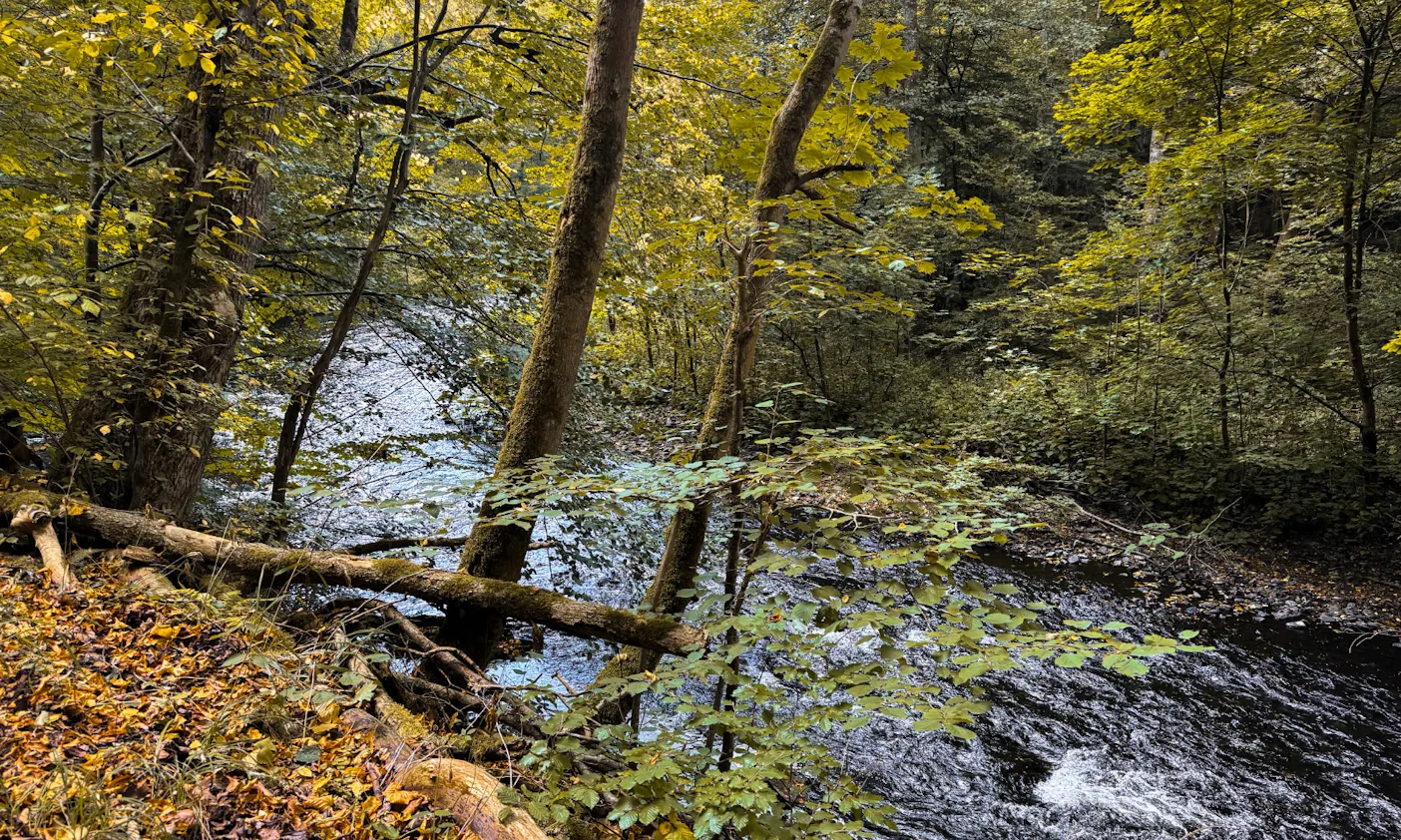 Blick auf die Bode