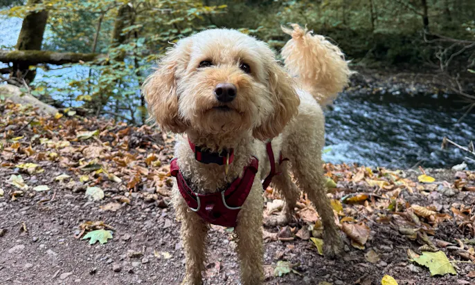 Hund steht vor der Bode