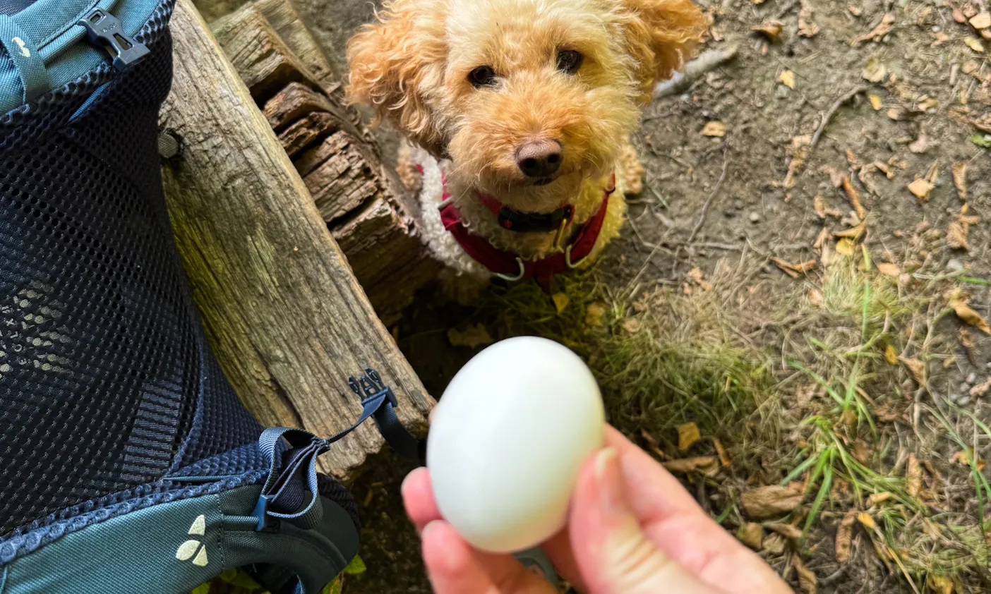 Hund der auf ein gekochtes Ei schaut