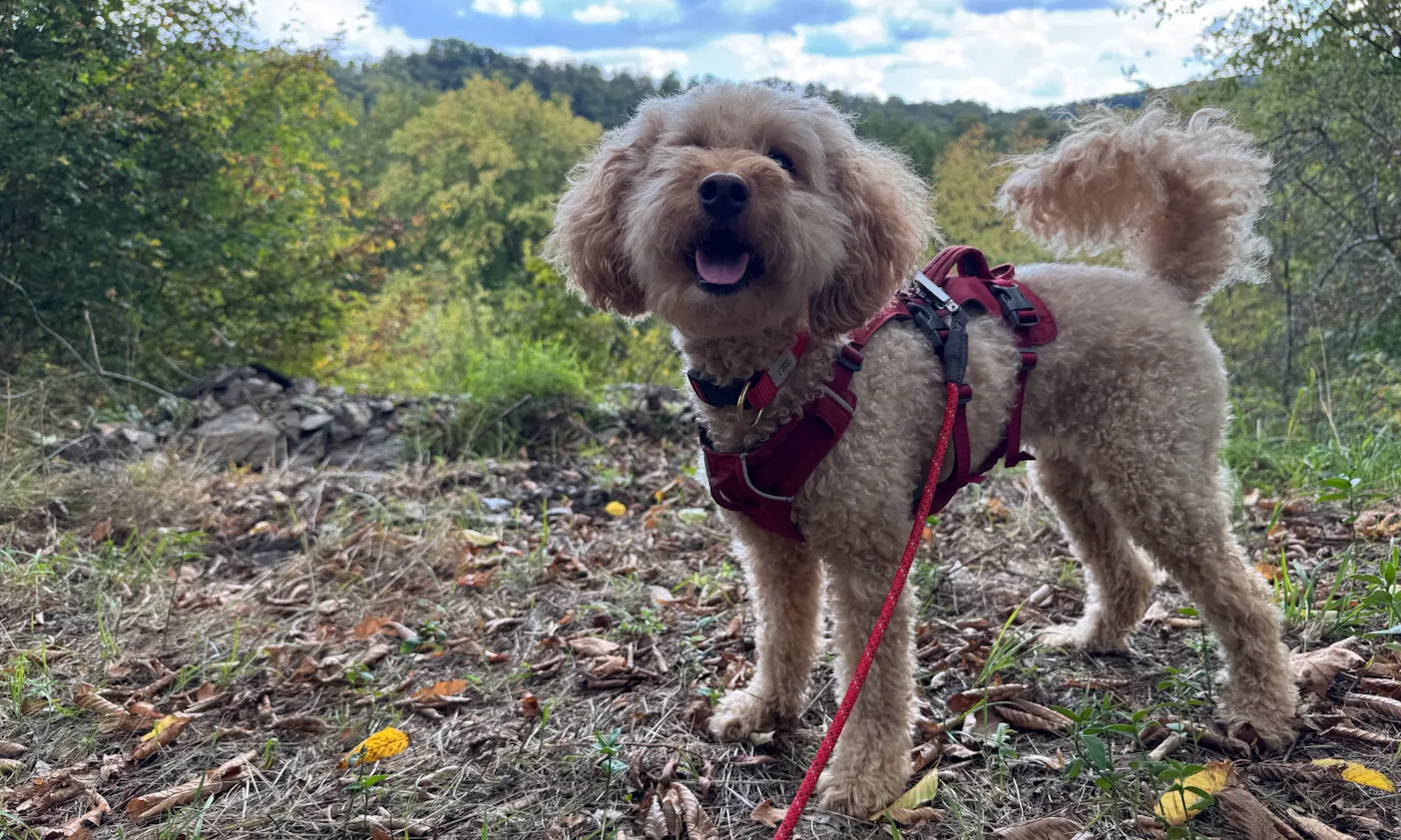 Hund mit RUFFWEAR Wanderleine