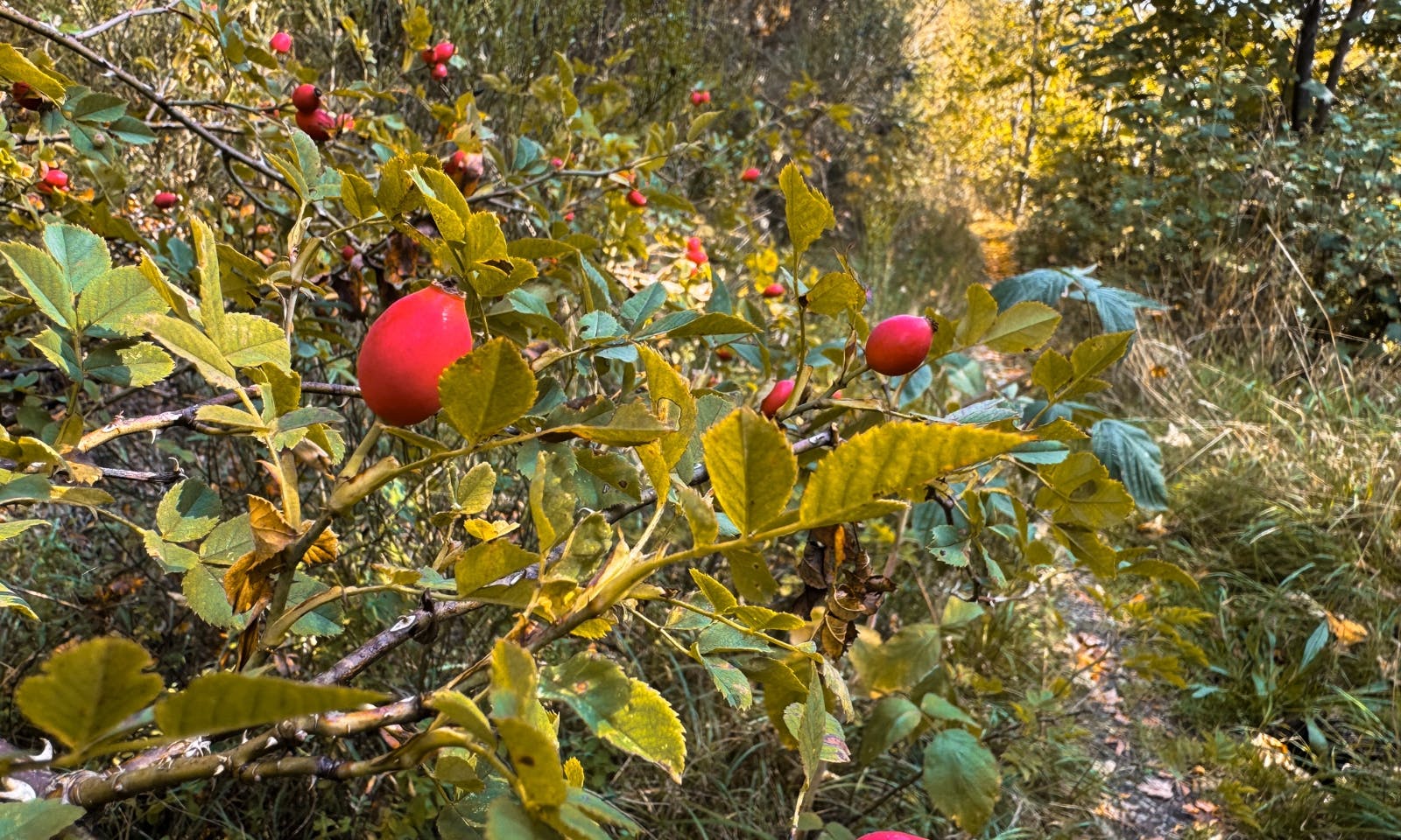 Pflanzen auf der Wanderung von Neuwerk nach Treseburg