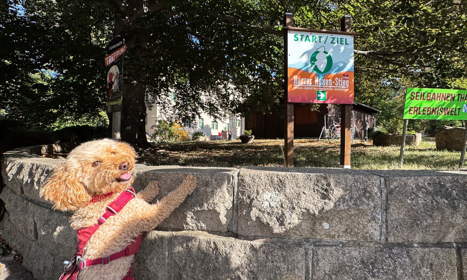 Hund am Start/Ziel des Harzer-Hexen-Stieg
