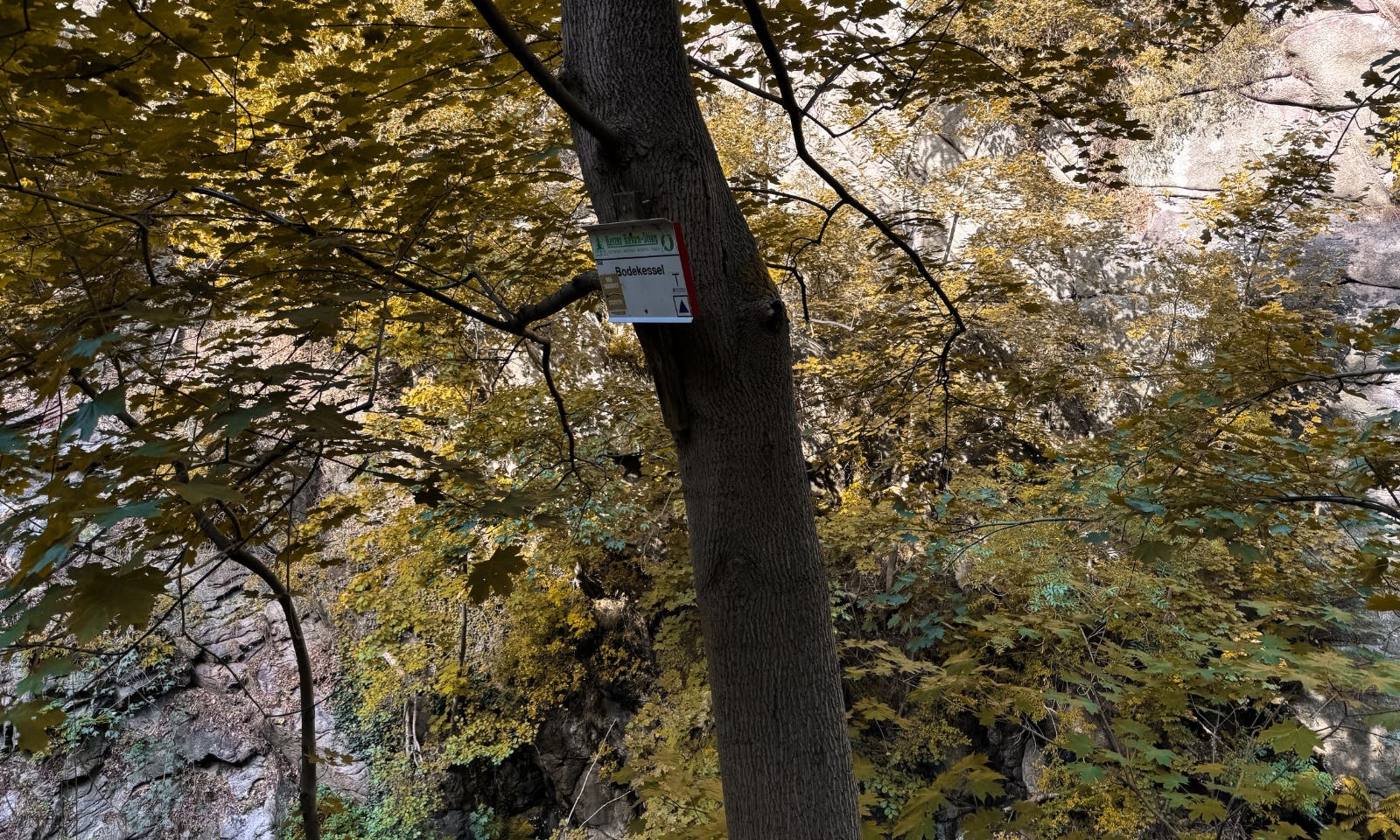 Laubwälder im Bodetal im Herbst
