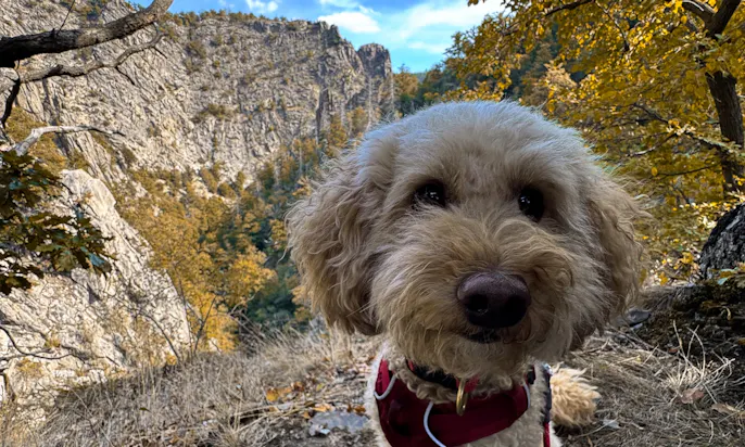 Hund, der vor dem Bodekessel steht