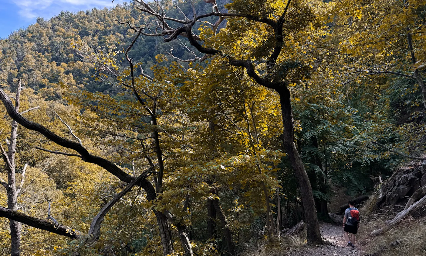 Laubwälder im Bodetal im Herbst