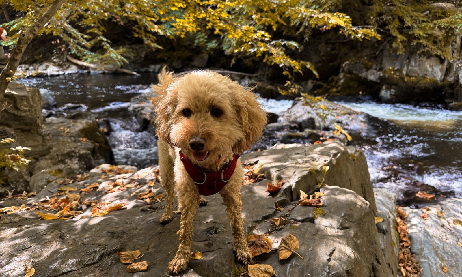 Hund der vor der Bode steht