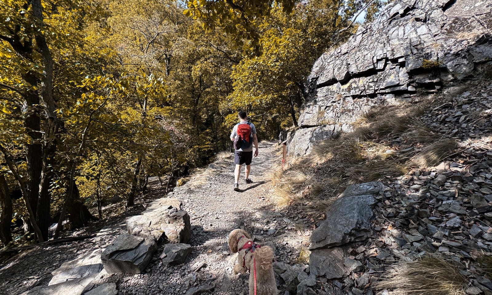 Mann mit Hund, die wandern