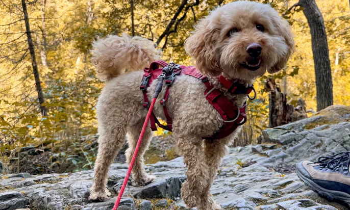 Hund mit Wanderleine von RUFFWEAR