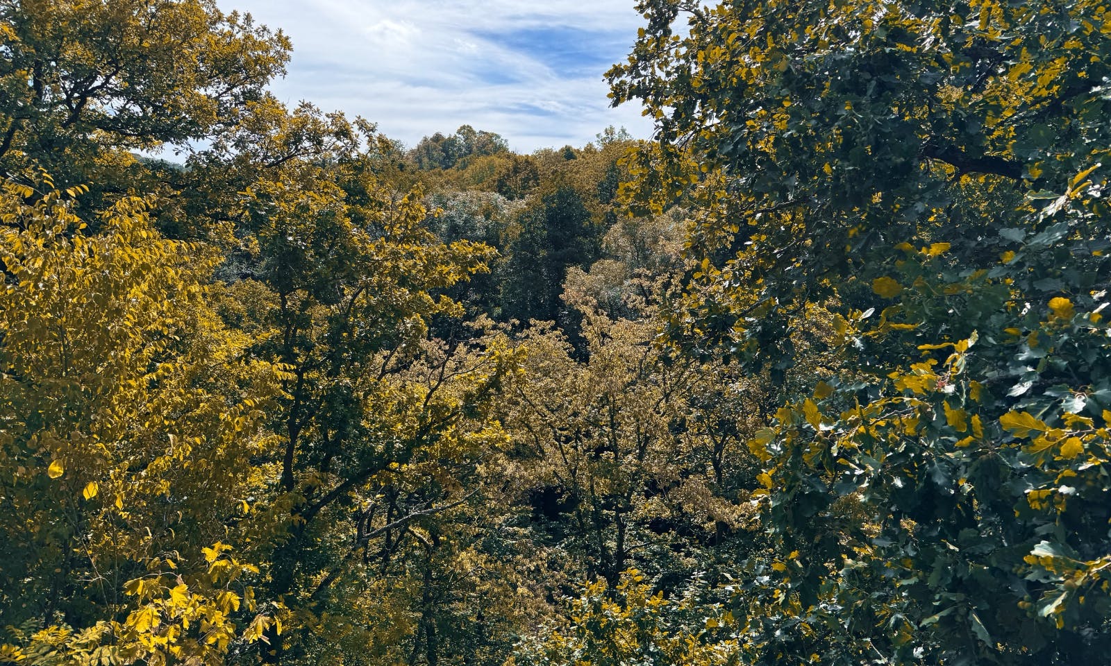 Laubwälder im Bodetal im Herbst