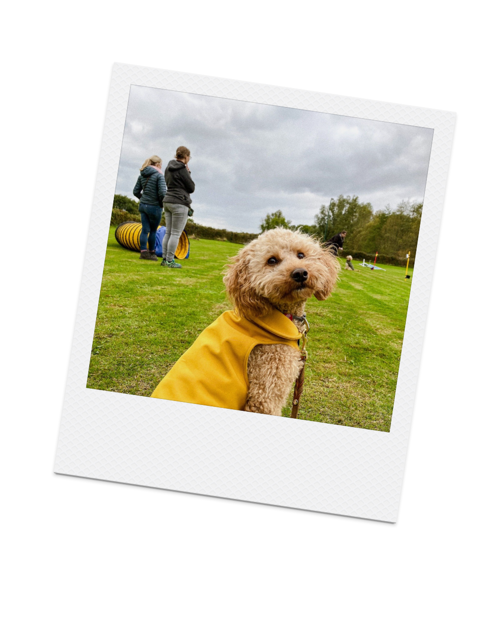 Hund mit einem gelben Regenmantel von Goldhund sitzt auf einer Wiese