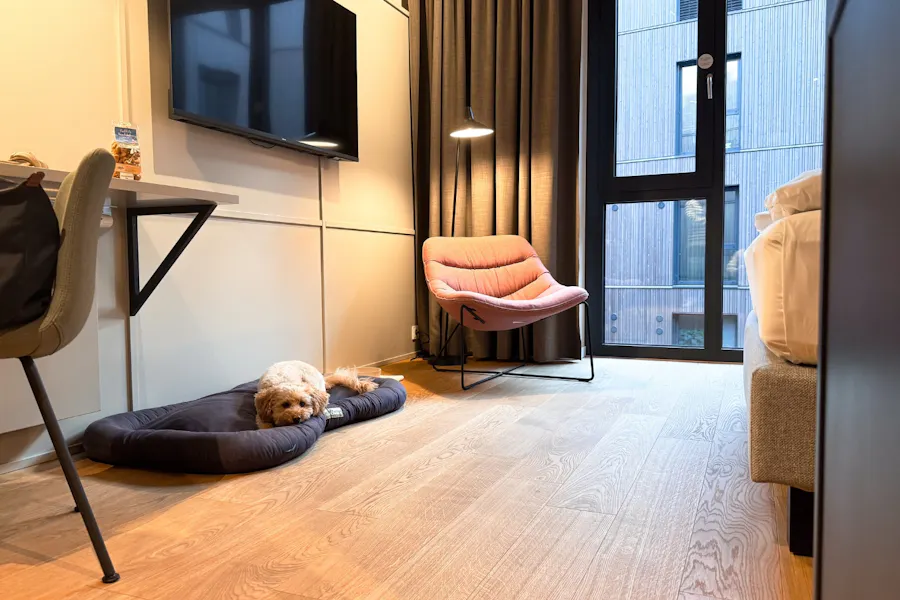 Hund liegt auf einem Hundebett in einem Zimmer des Hotels HIIVE Oldenburg