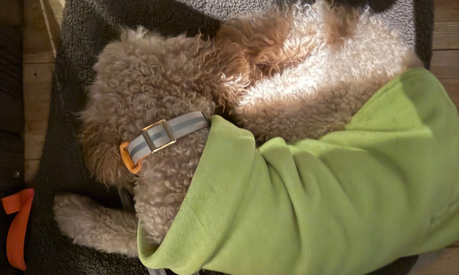 Hund mit einem Mantel schläft auf einer Decke