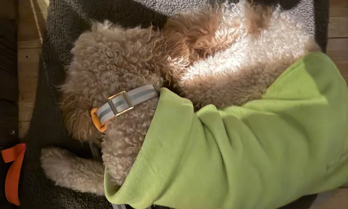 Hund mit einem Mantel schläft auf einer Decke