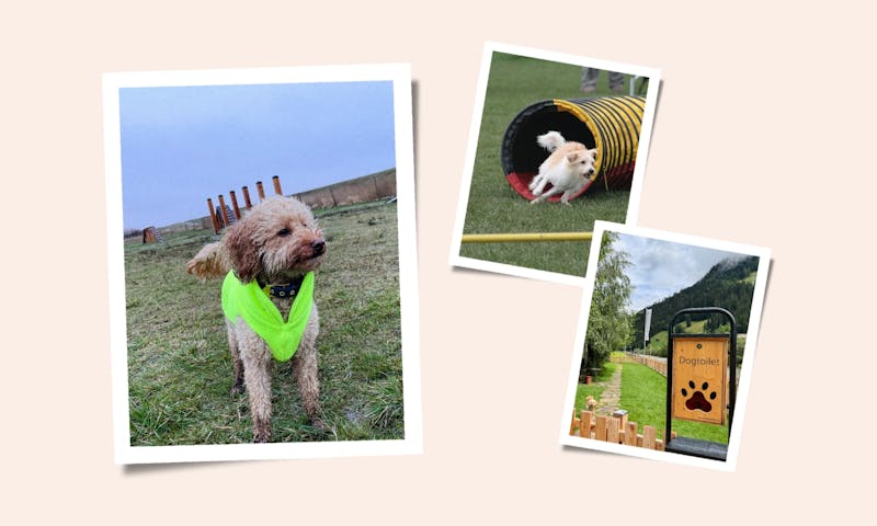 Hund auf einem Agility-Platz