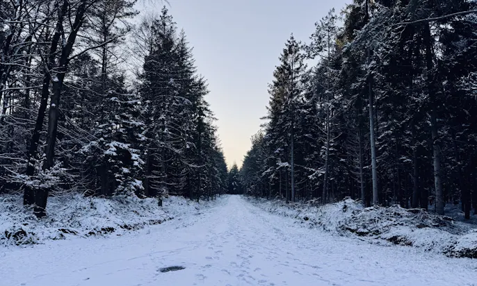 Schneelandschaft mit Tannen