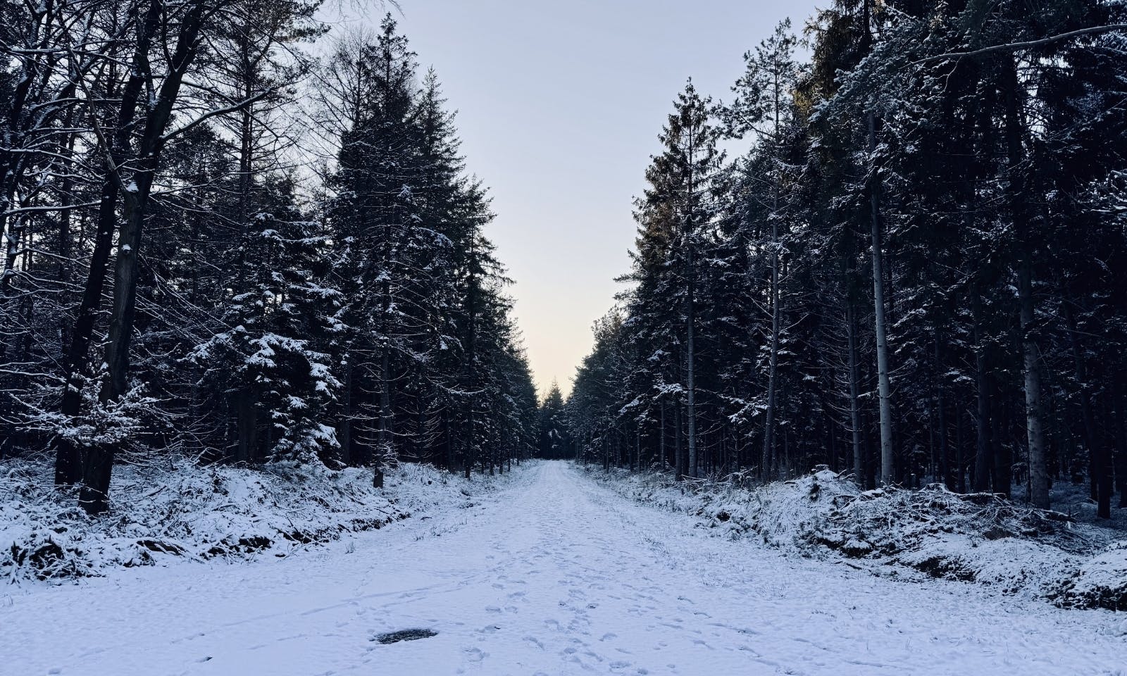 Schneelandschaft mit Tannen