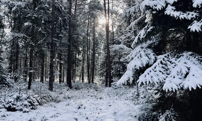 Schneebedeckter Wald in Ostfriesland
