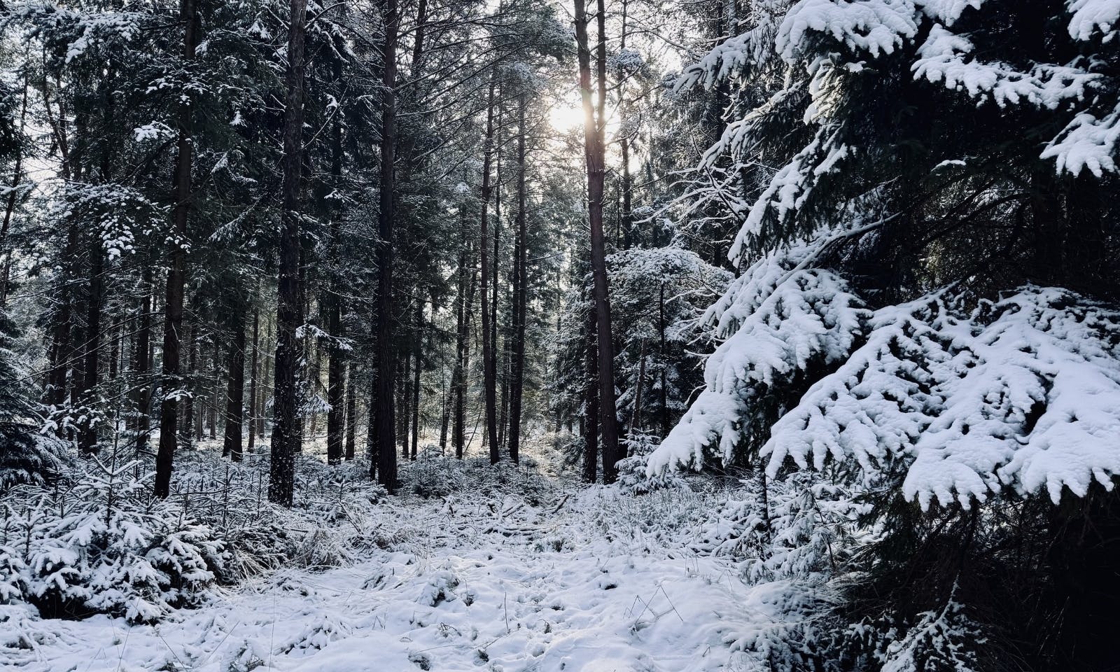 Schneebedeckter Wald in Ostfriesland