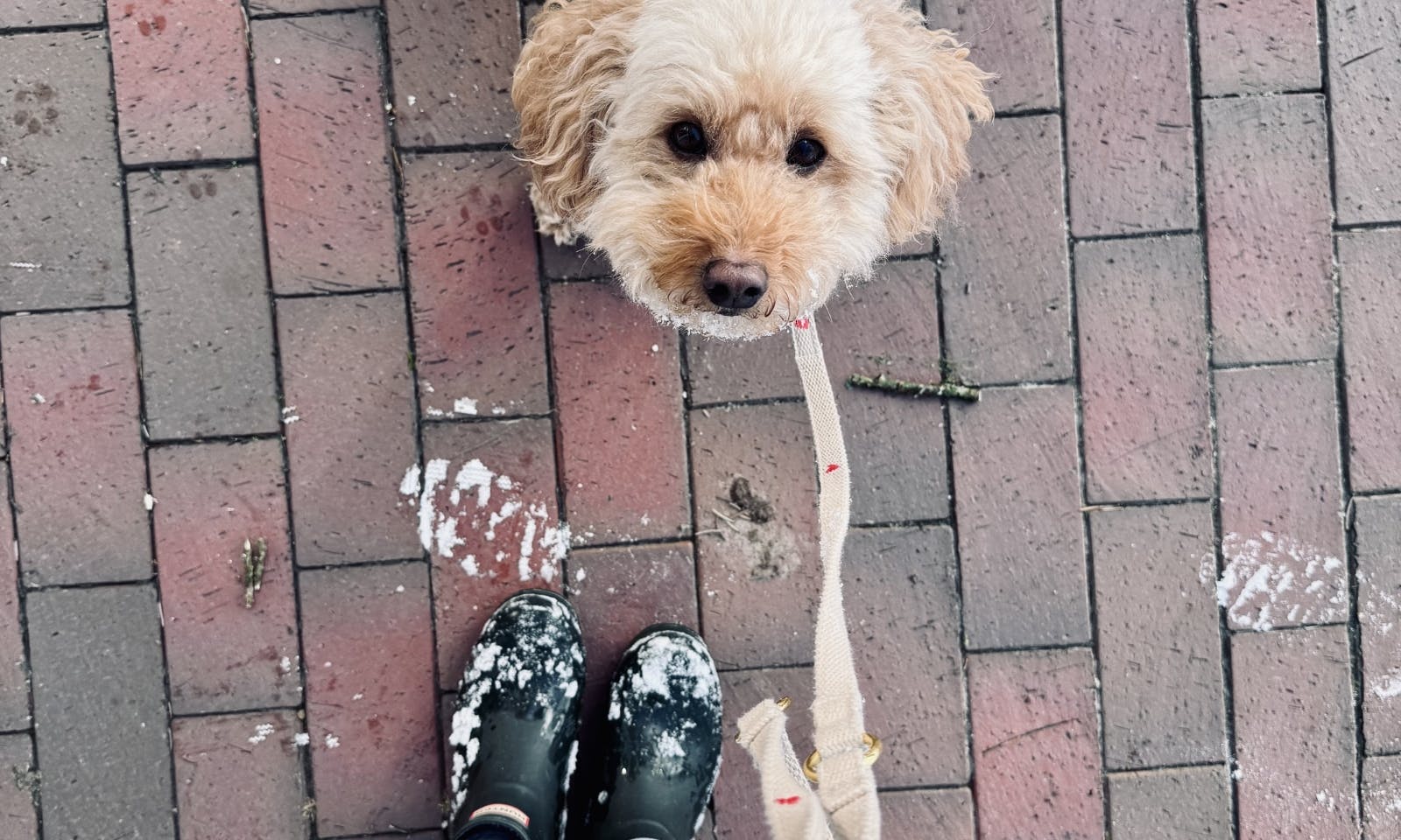 Pudel schaut in die Kamera mit Herzenleine und verschneiten Gummistiefel