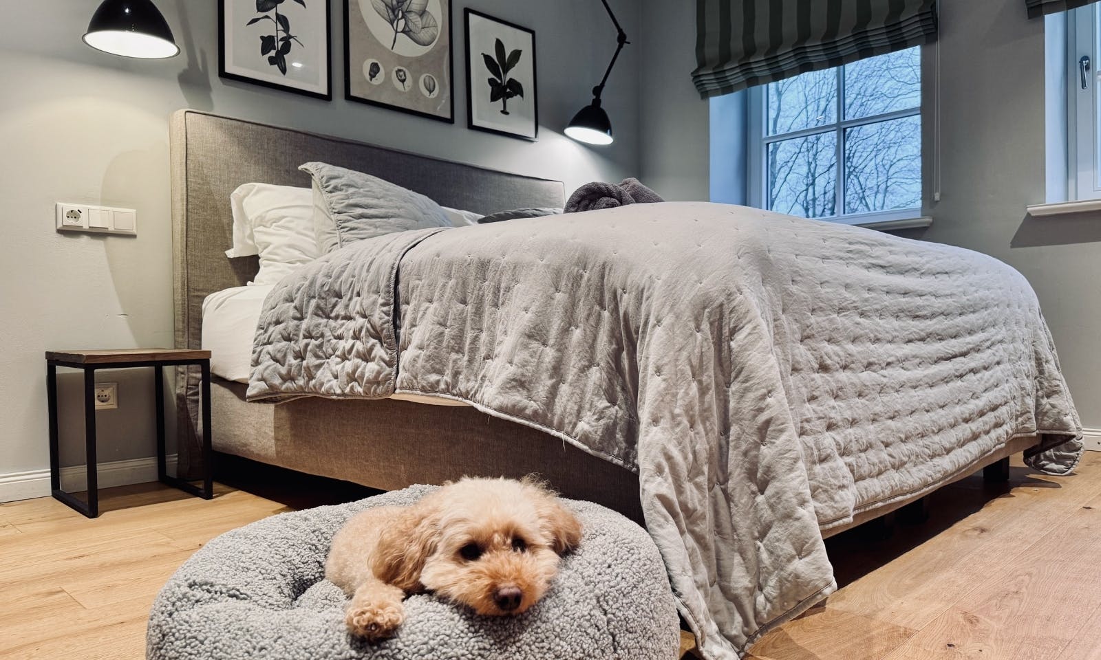 Hund schläft im Körbchen