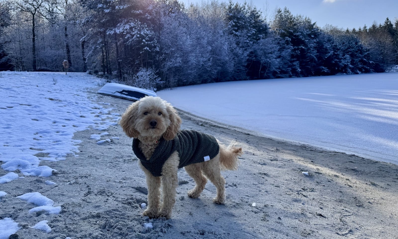 Goldendoodle mit Goldhund Wintermantel vor einem Badesee und einem Wald im Winter