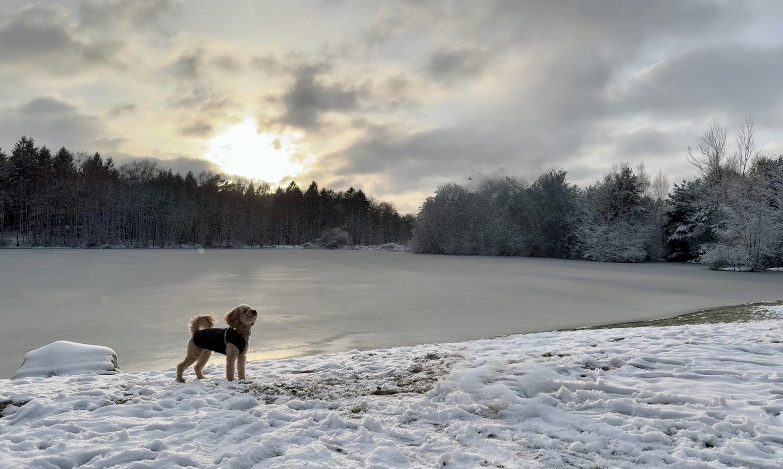 Hund auf einem Strandbereich des gefrorenen Badesee bei Sonnenuntergang