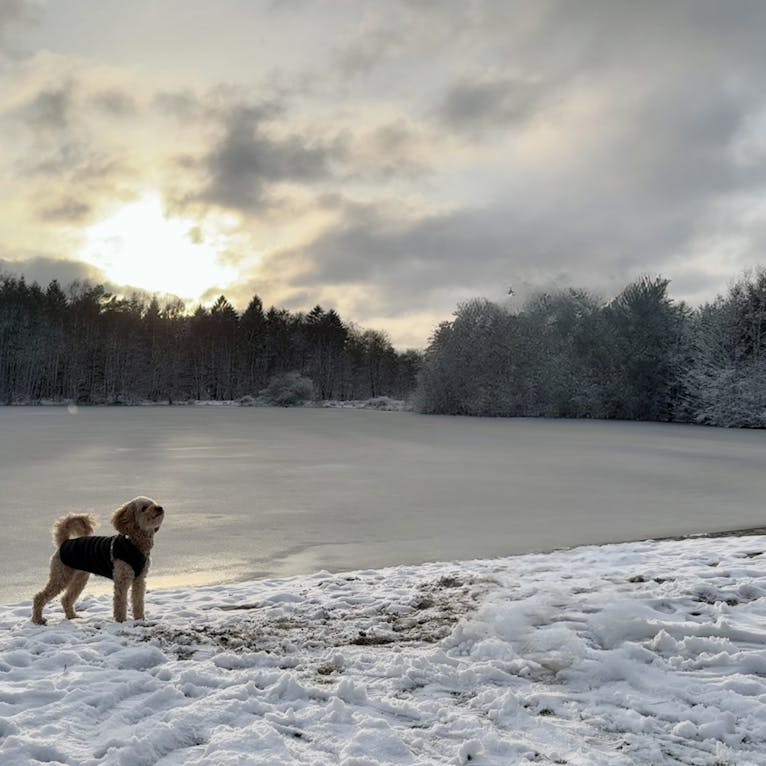 Pudelmischling Java steht vor dem privatem Badesee im Schnee zum Sonnenuntergang
