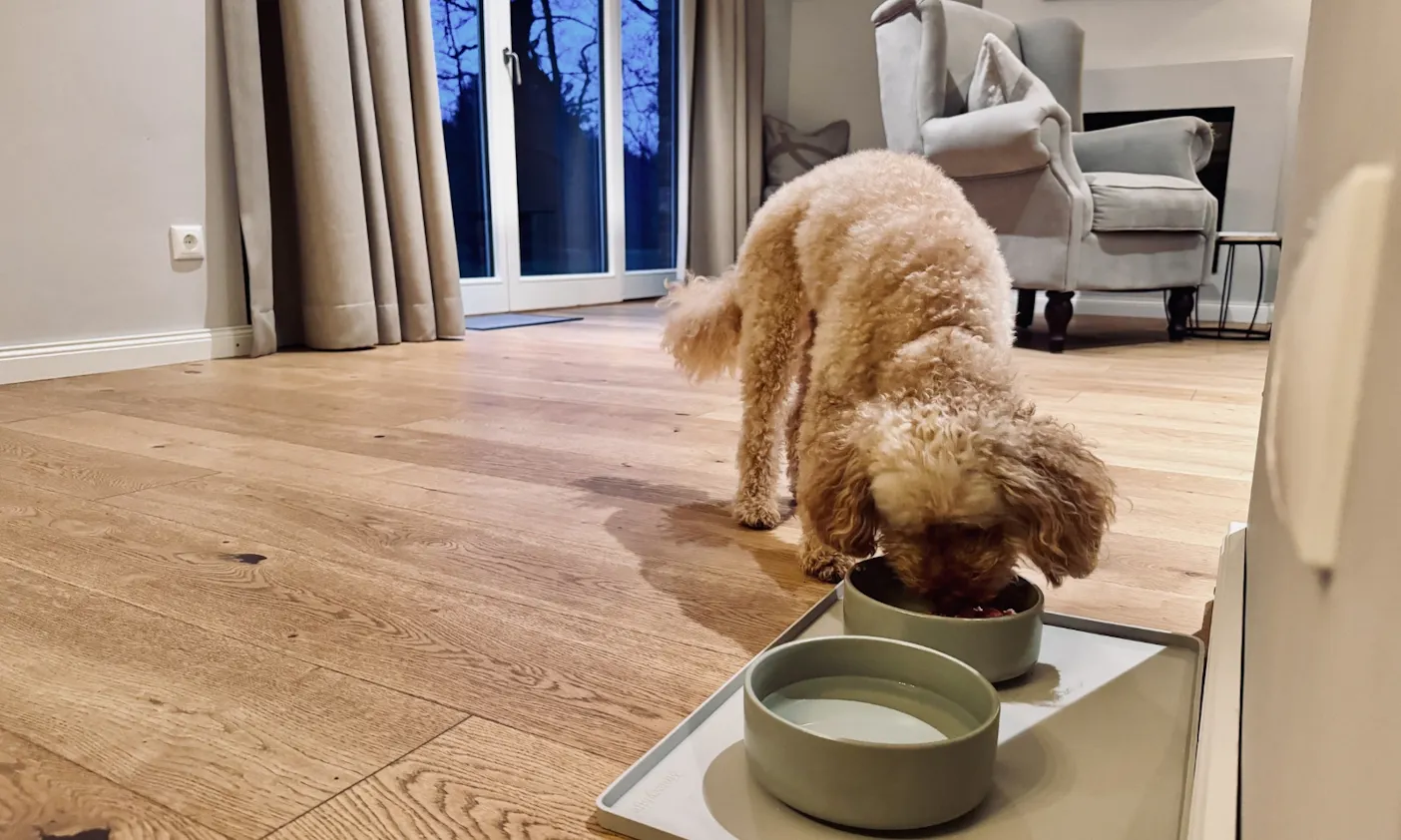 Hund frisst aus einem Napf