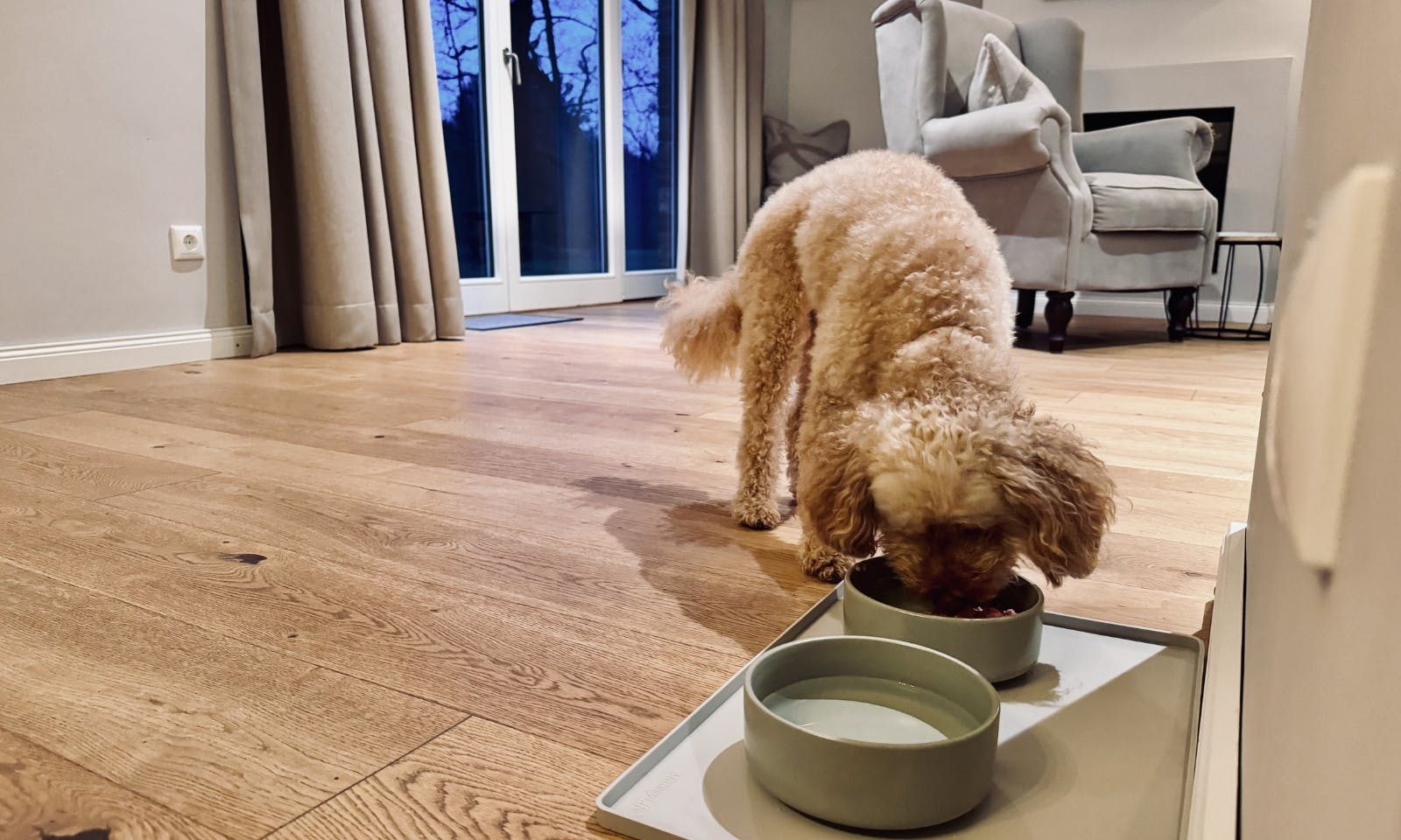 Hund frisst aus einem Napf