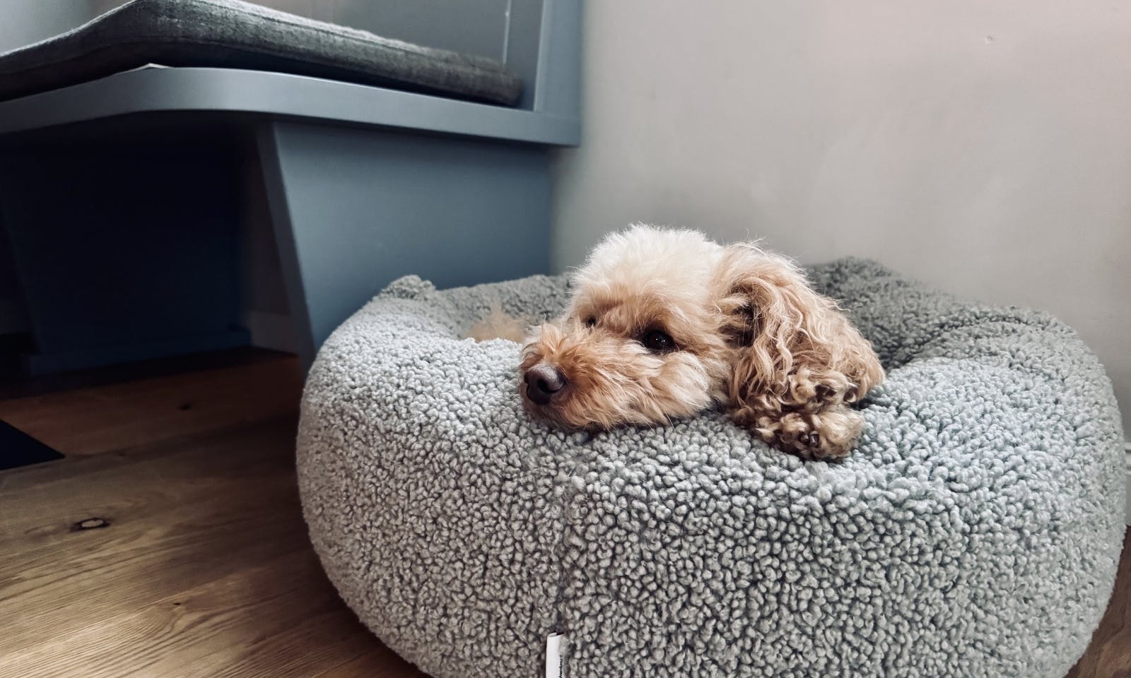 Pudelmischling im runden Körbchen