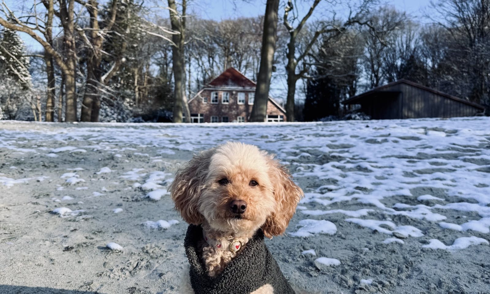 Pudelmischling vor dem Forsthaus Gödens in Ostfriesland