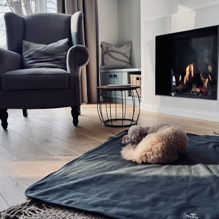 Goldendoodle in der Ferienwohnung Frydag vom Forsthaus Gödens